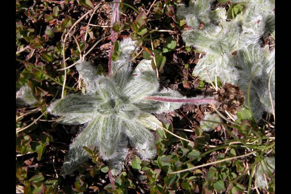 Plantago nivalis