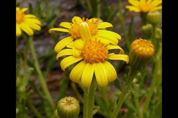 Senecio nevadensis