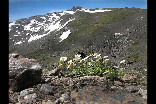 Heliantemum