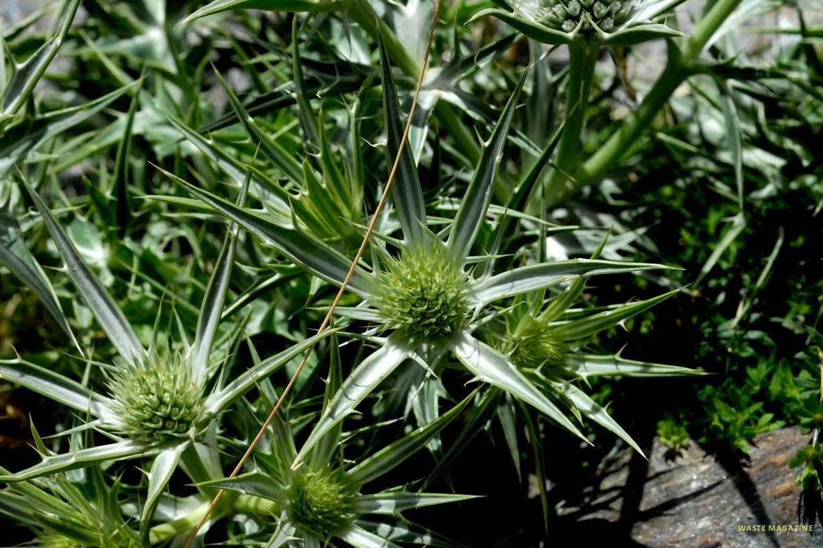 Eryngium glaciale