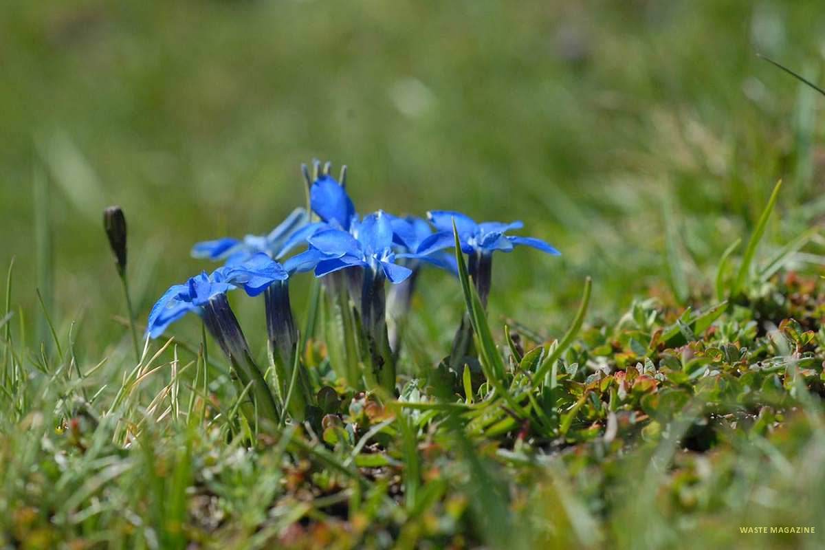 Gentiana sierrae