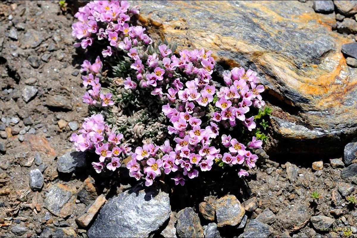 Nevadensia purpurea