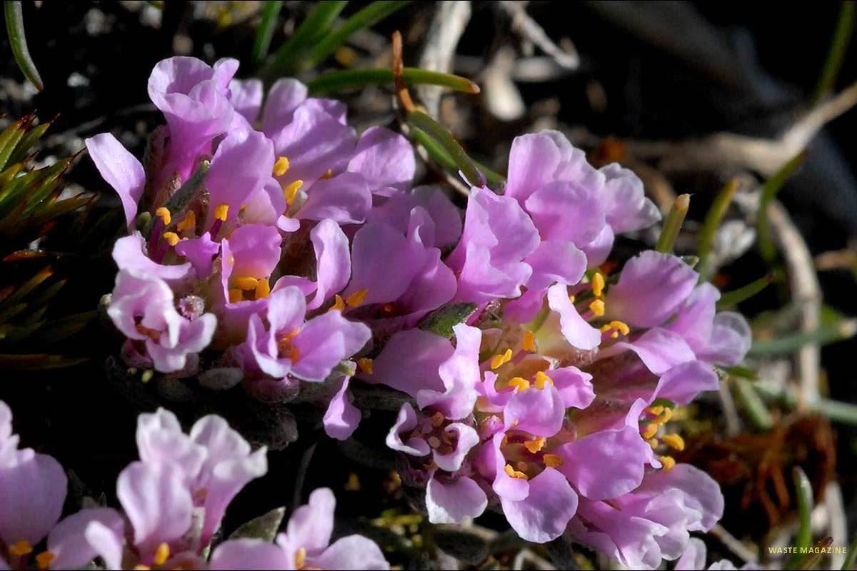 Nevadensia purpurea