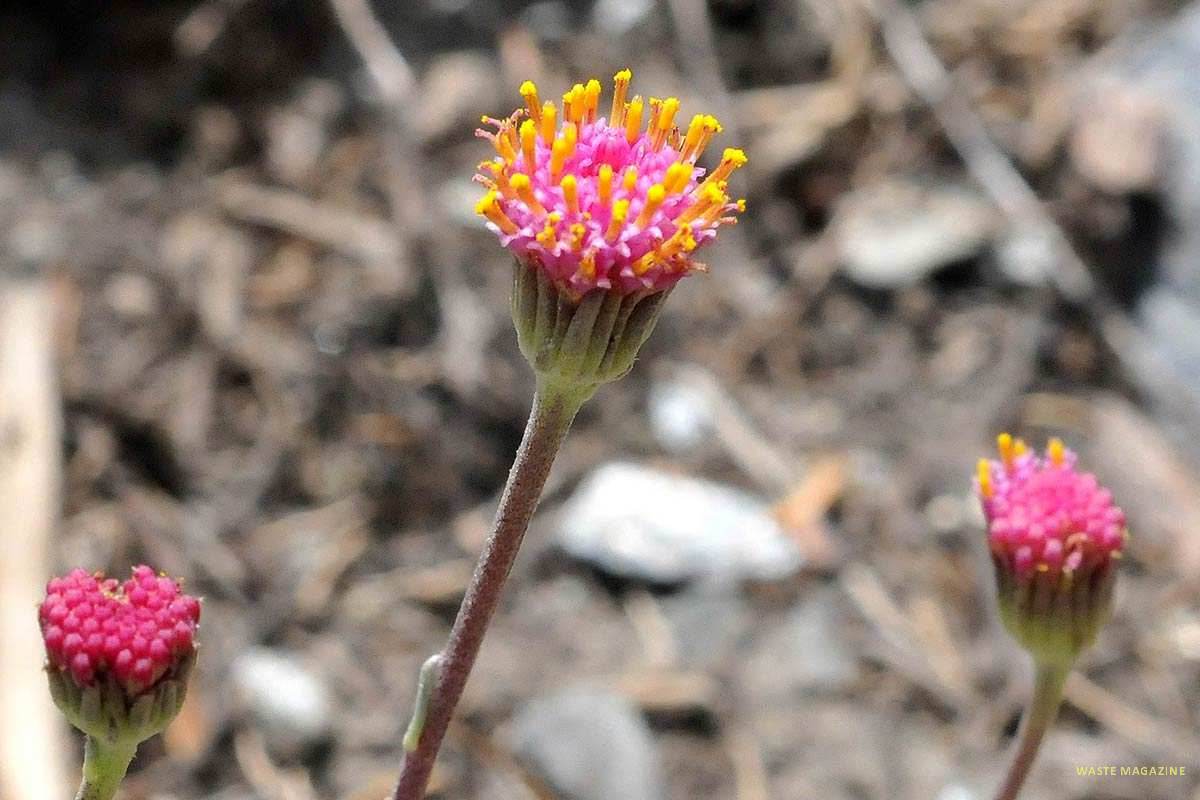 Senecio boissieri