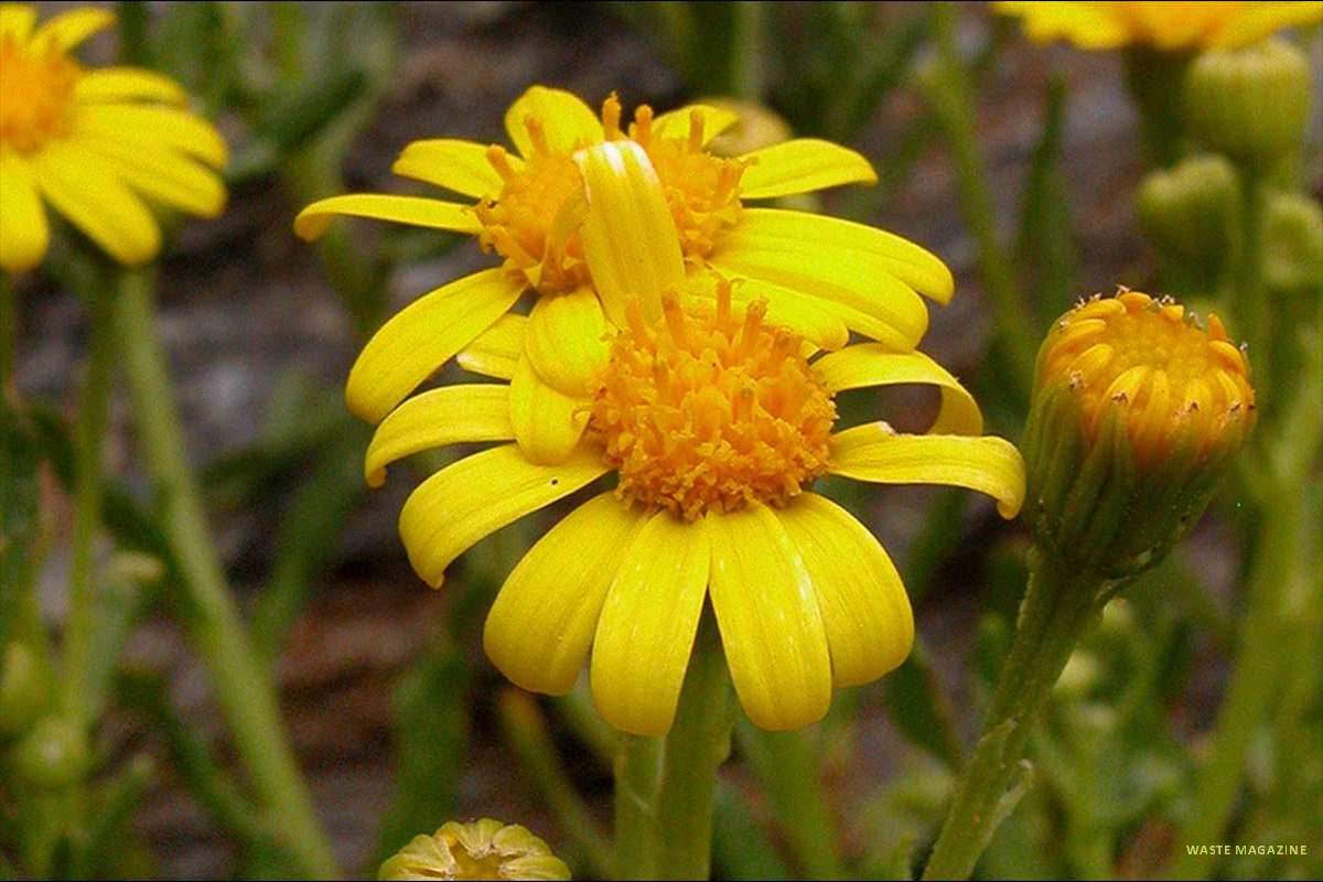 Senecio nevadensis