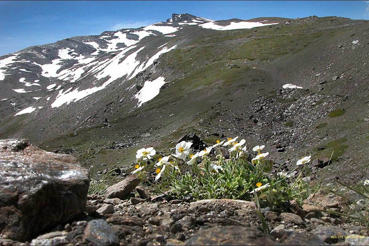 Heliantemum