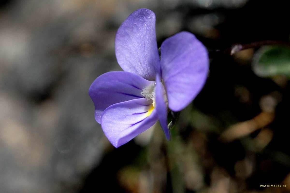 Viola crassiuscula