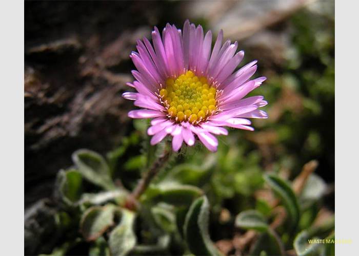 erigeronfrigidus13
