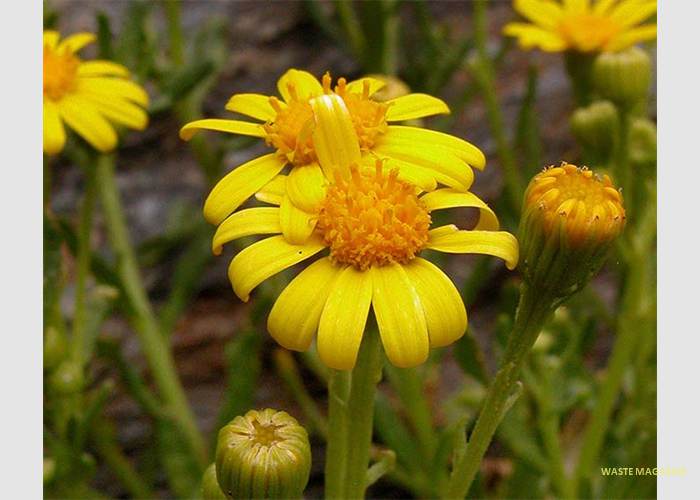 senecionevadensis27