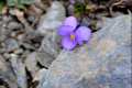 Viola crassiuscula, violeta de Sierra Nevada