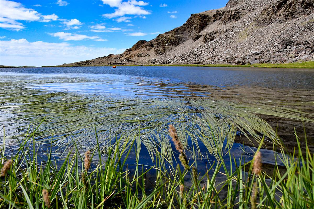 sparganium-angustifolium, laguna de aguas verdes