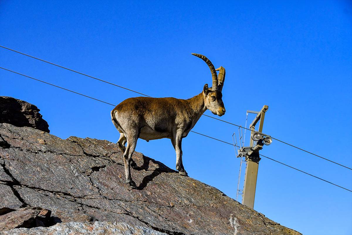 capra-pyrenaica-veleta-estacion-75