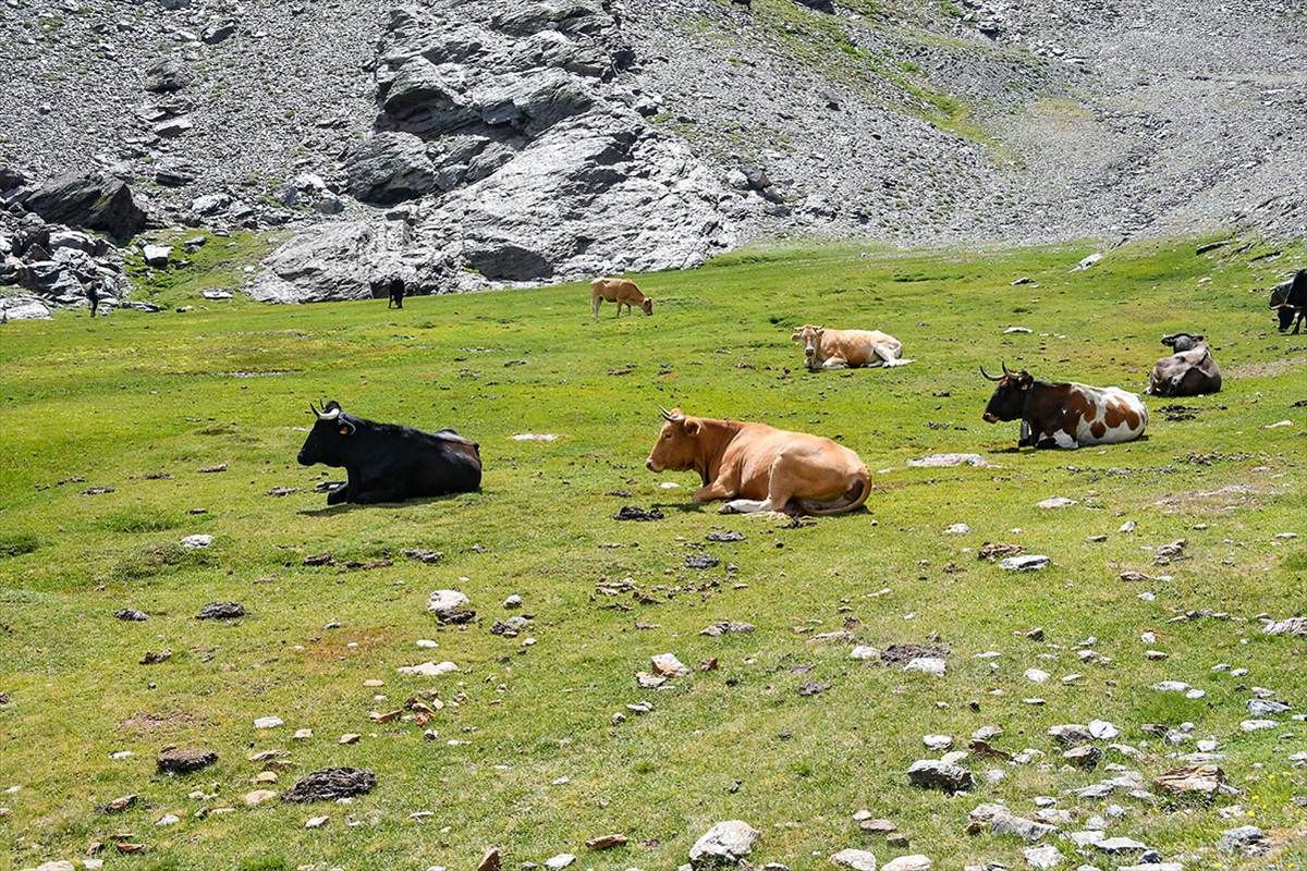 Lagunillos-de-la-virgen-ganado-vacas-68