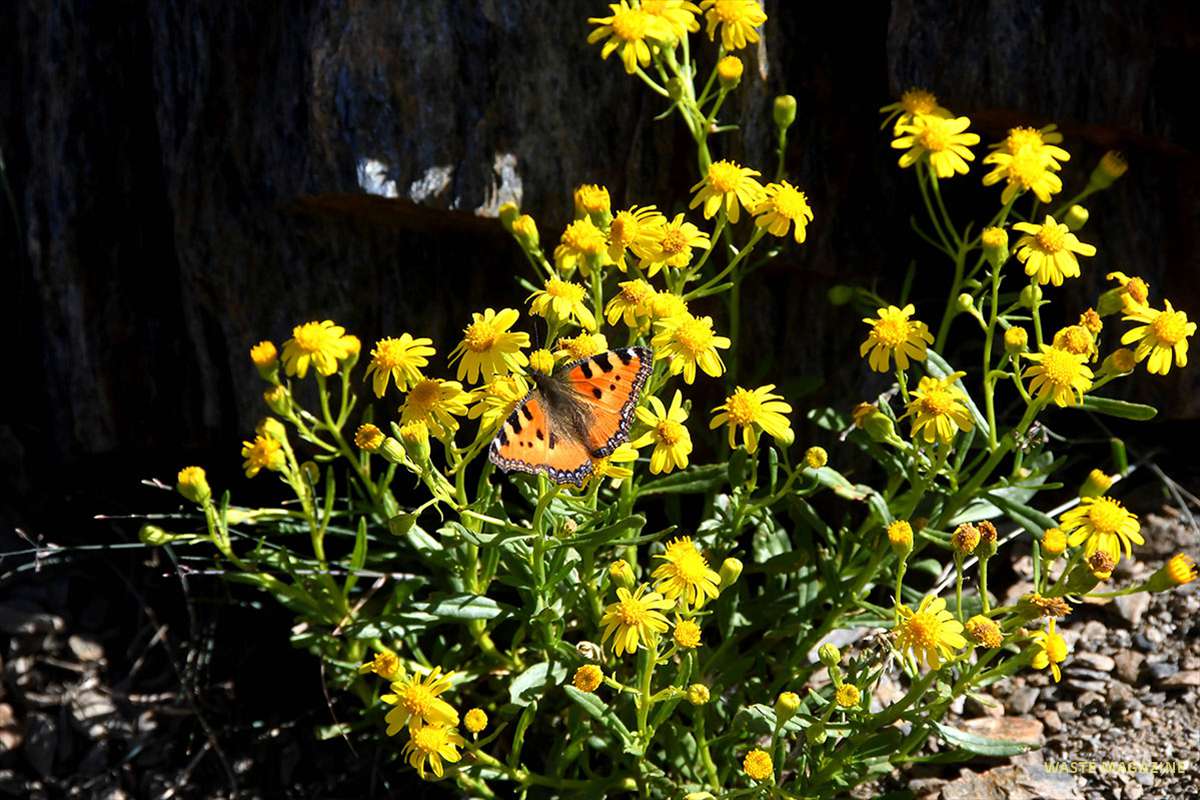 agalis-urticae-senecio-nevadensis-04
