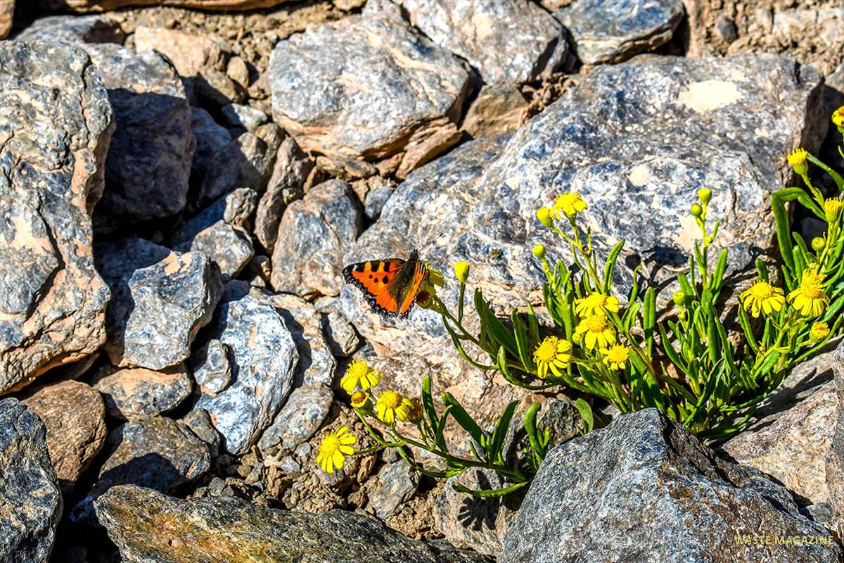 aglais-urticae-senecio-nevadensis-14