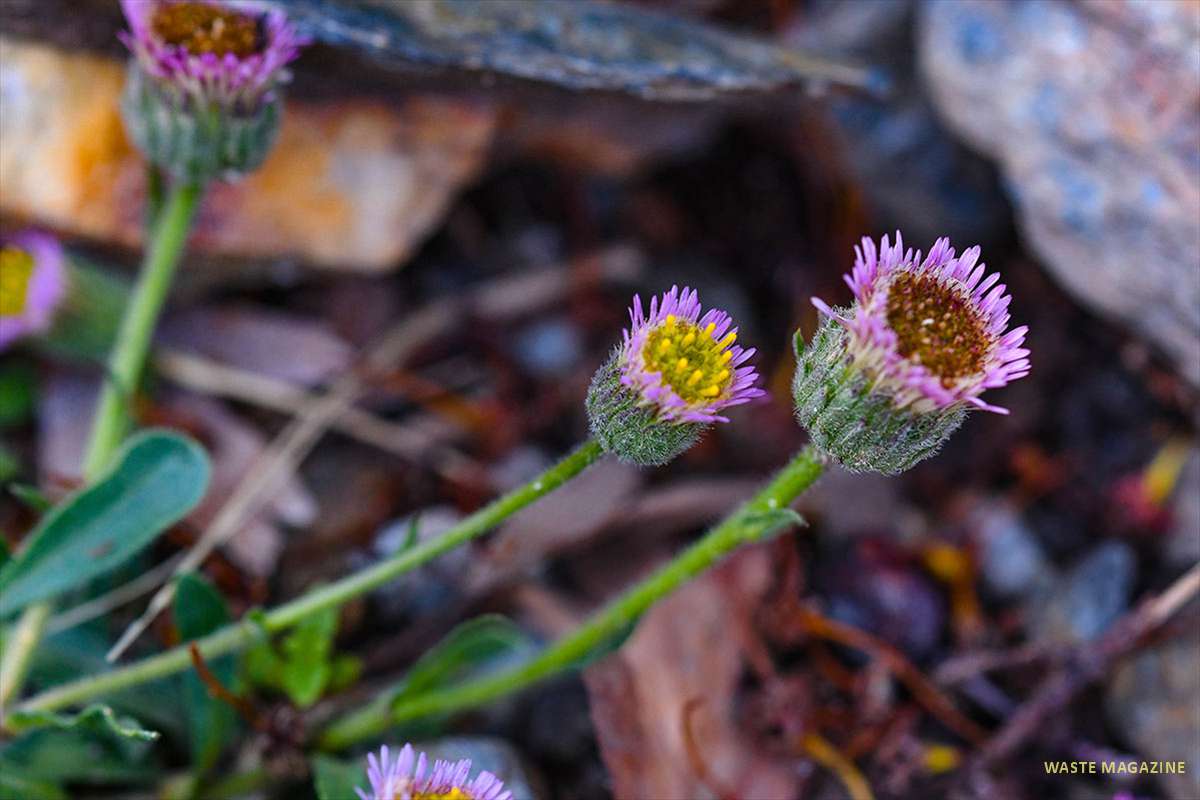 erigeron-frigidus72
