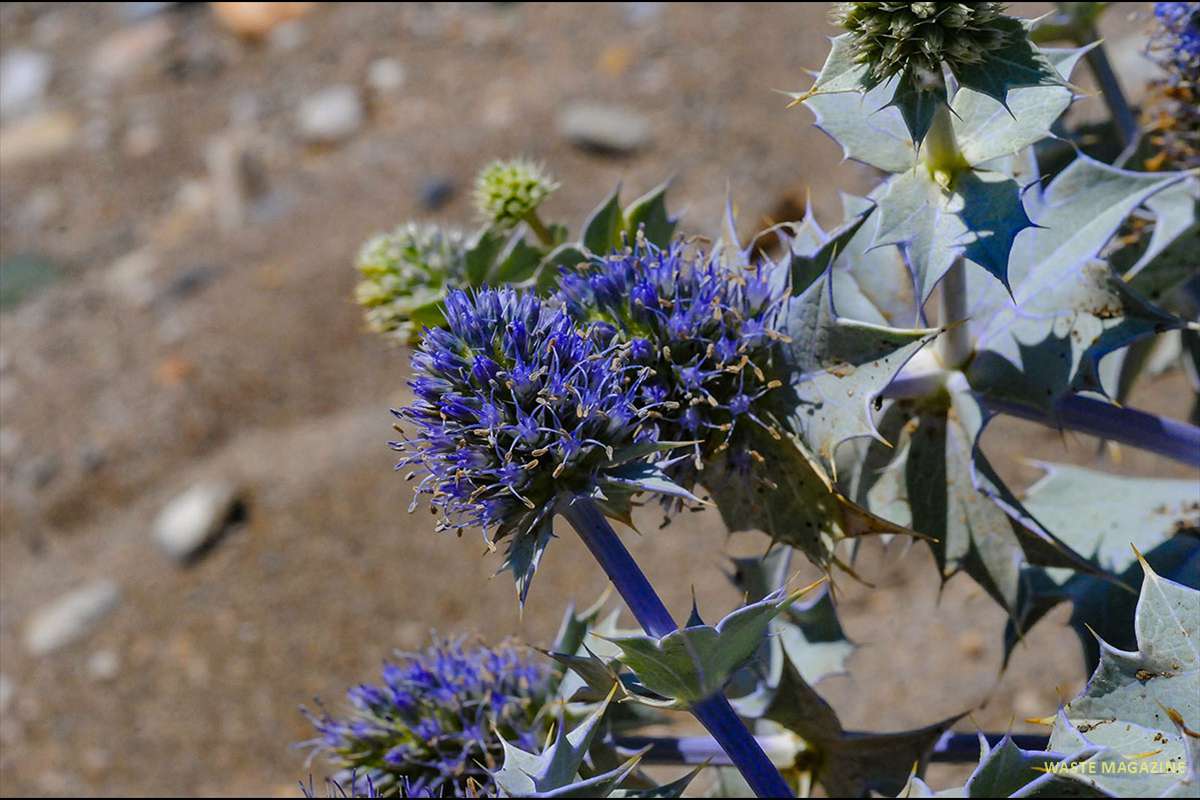 eryngium-maritimum33