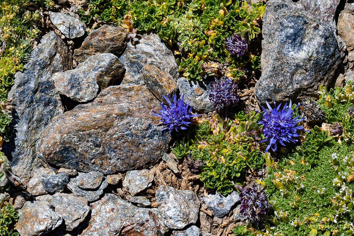 jasione-crispa-mulhacen-53