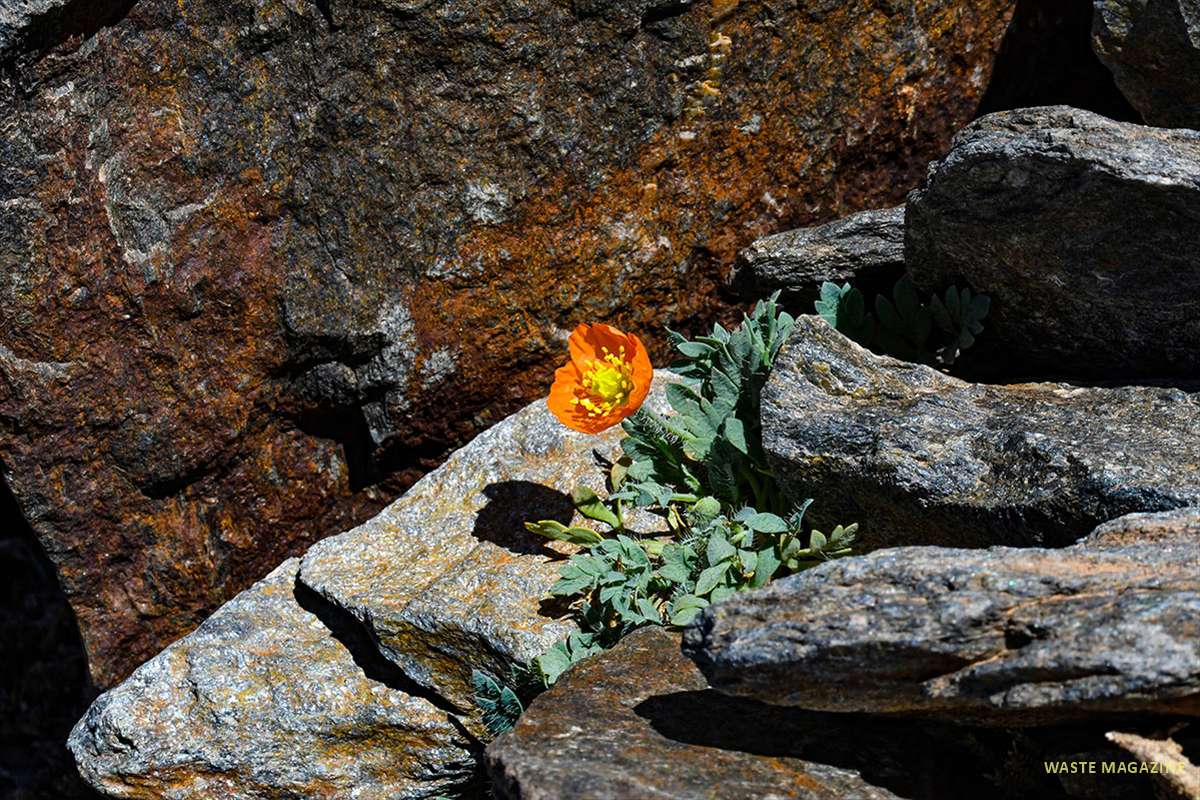 papaver-lapeyrousianum-mulhacen-39