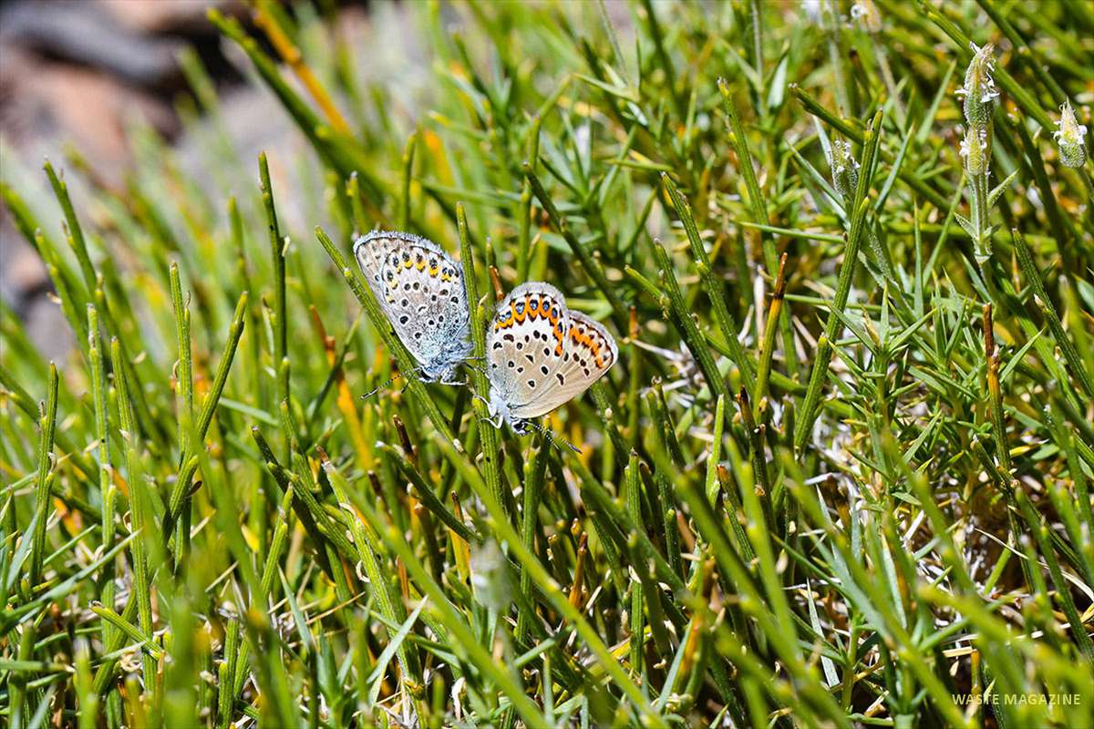 plebejus-idas-copula-mulhacen-33