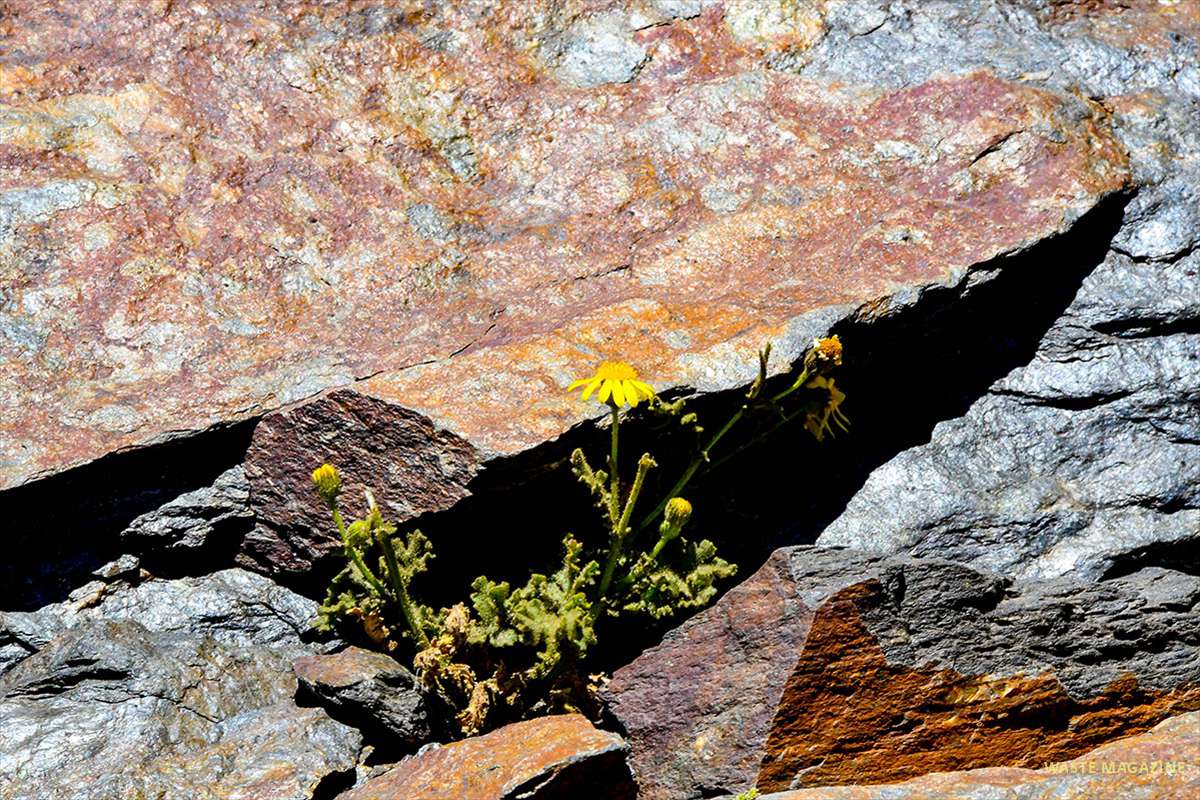 senecio-nebrodensis-02
