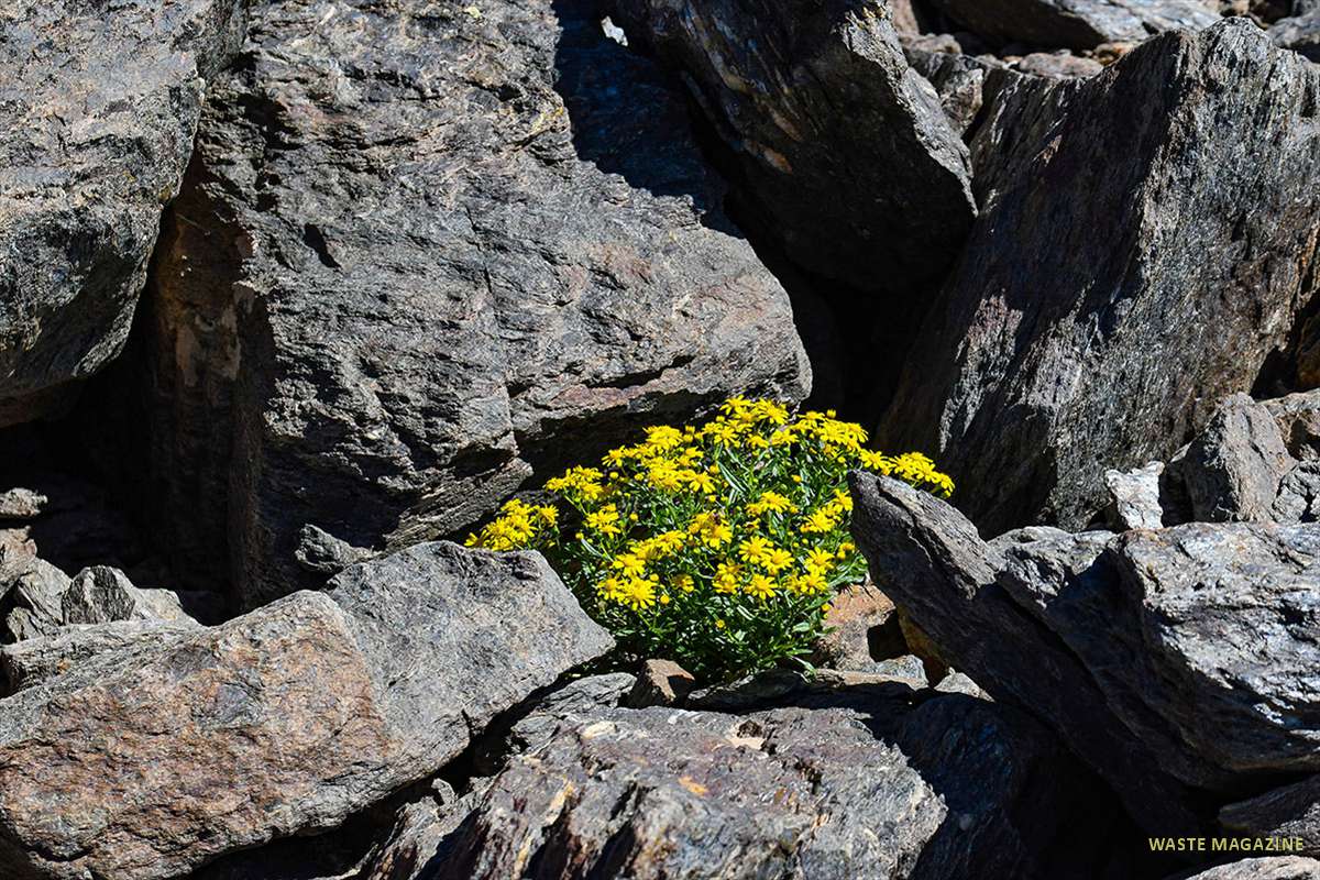 senecio-nevadensis-mulhacen-44