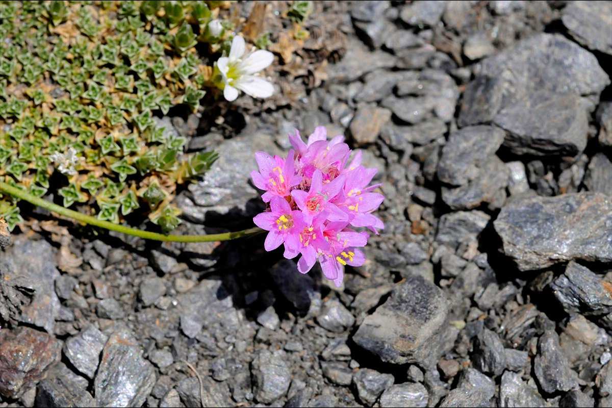 Armeria