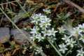 Arenaria