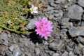 Armeria