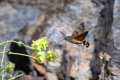 Mariposa_esfinge
