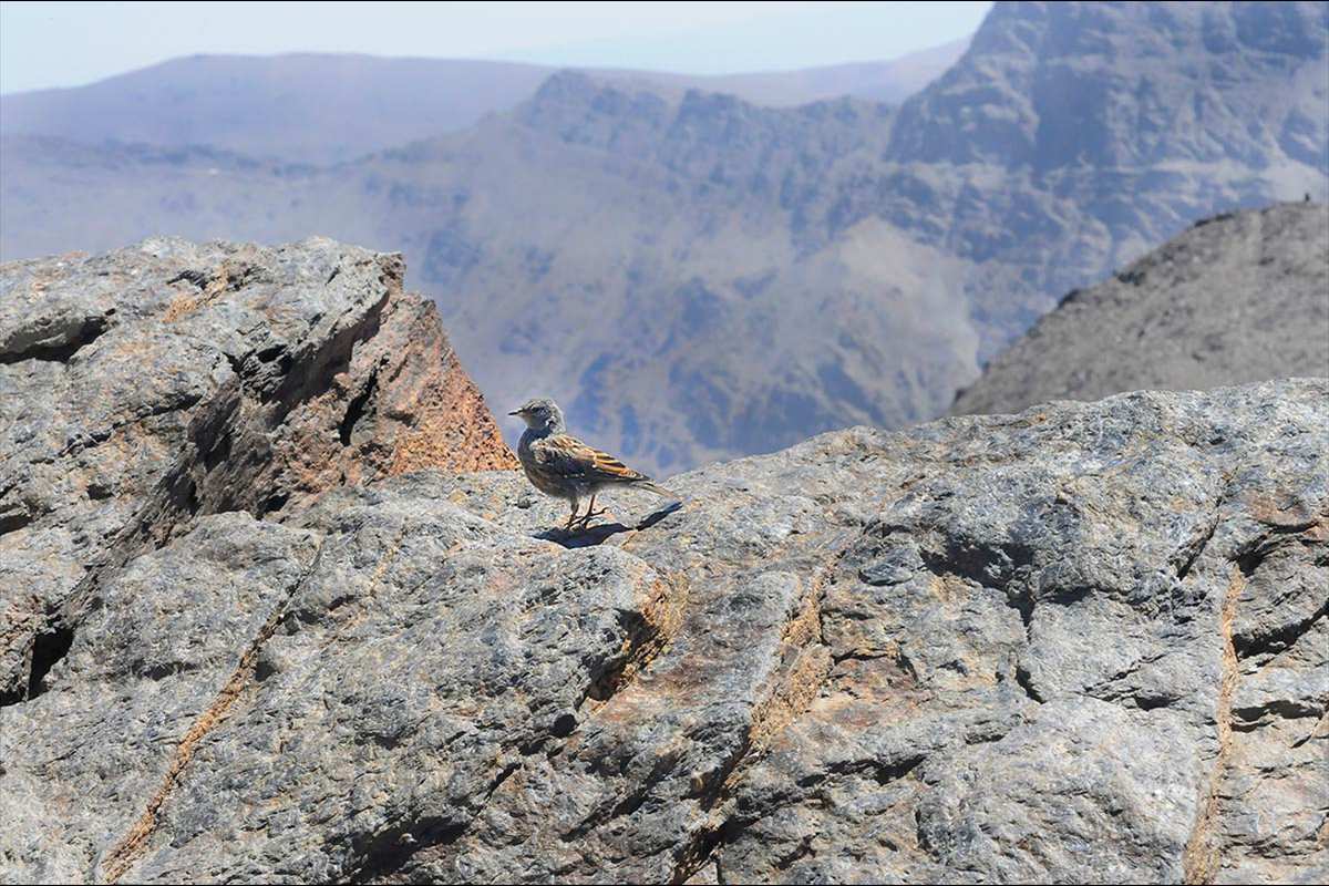 Sierra-Nevada-Veleta-18