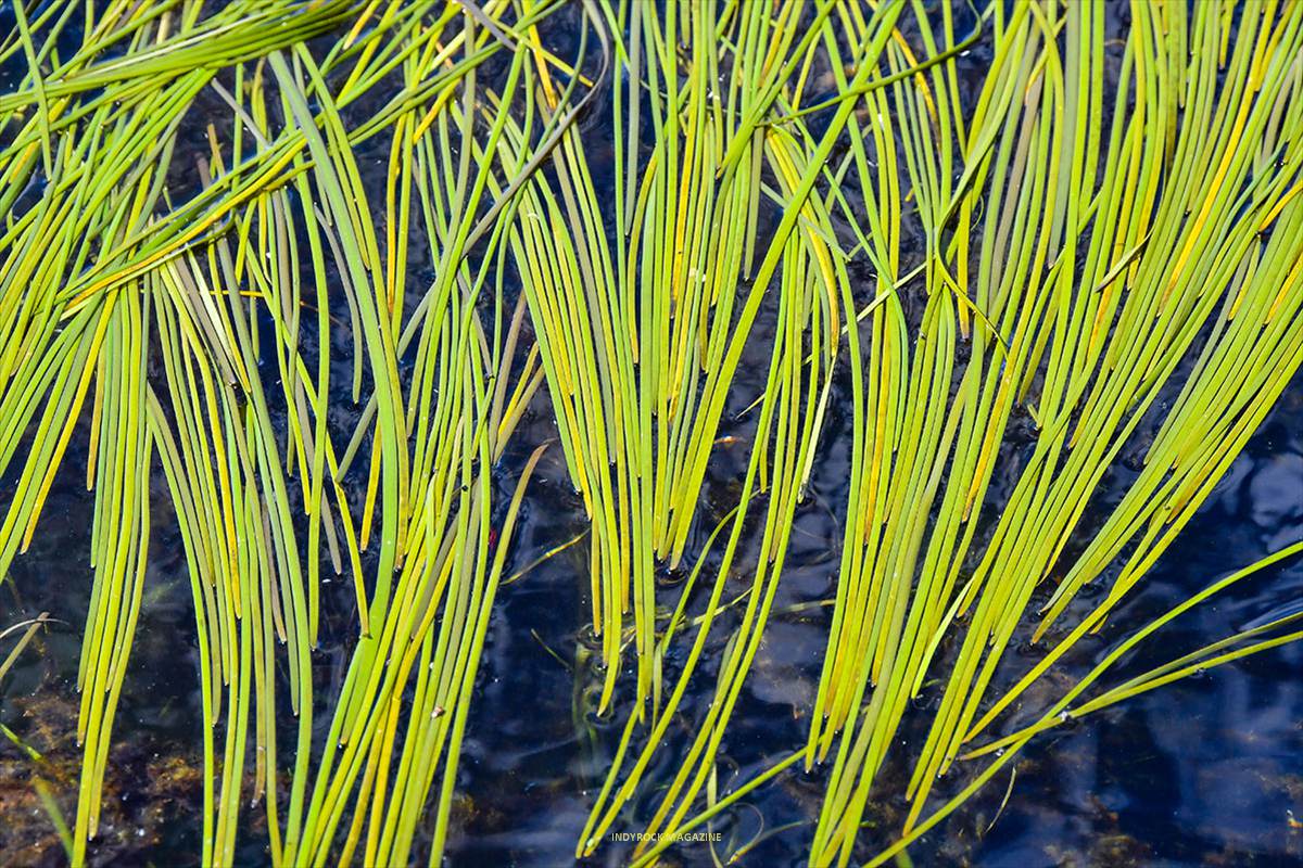 Sparganium angustifolium * J. E. Gómez / Merche S. Calle