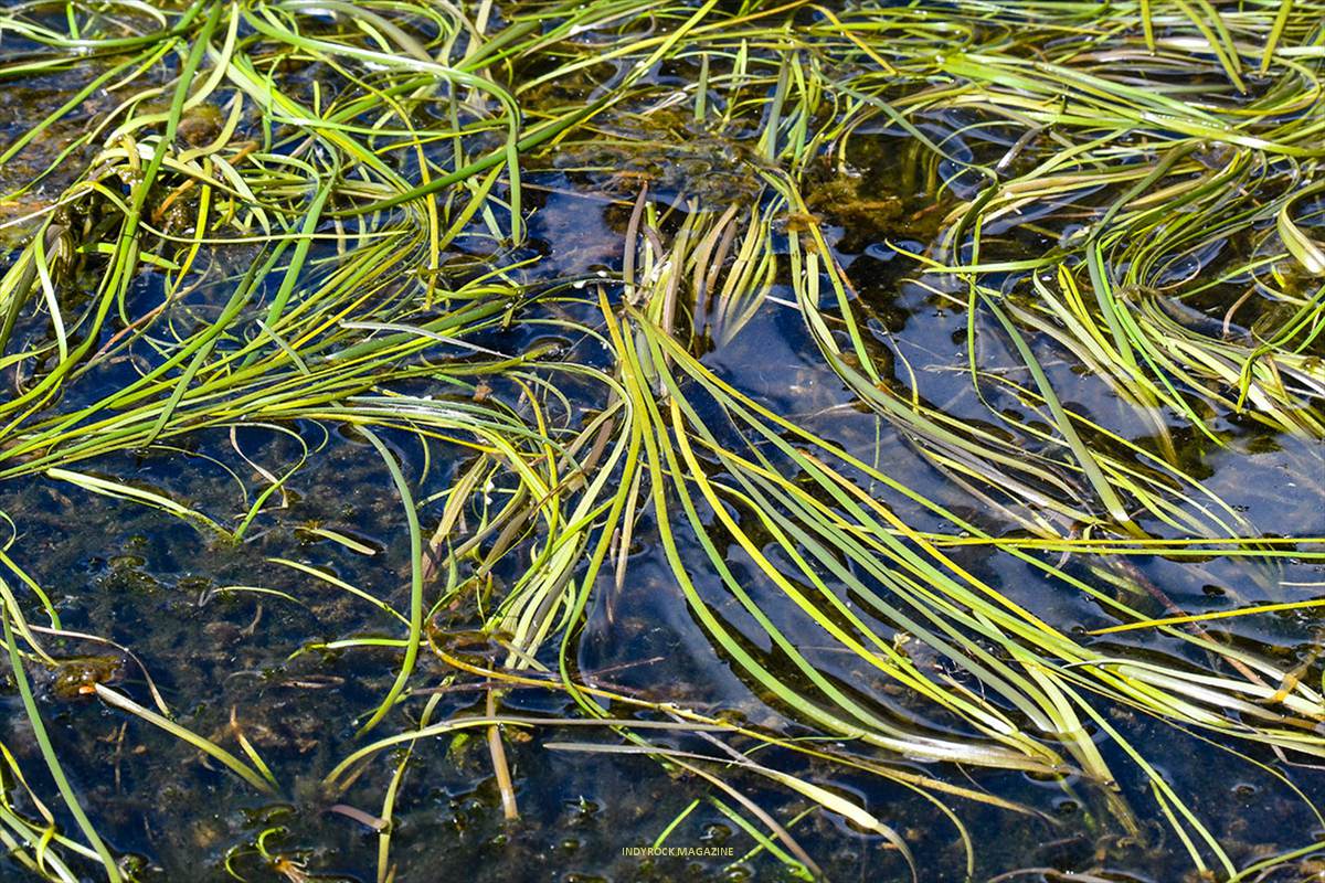 Sparganium angustifolium * J. E. Gómez / Merche S. Calle