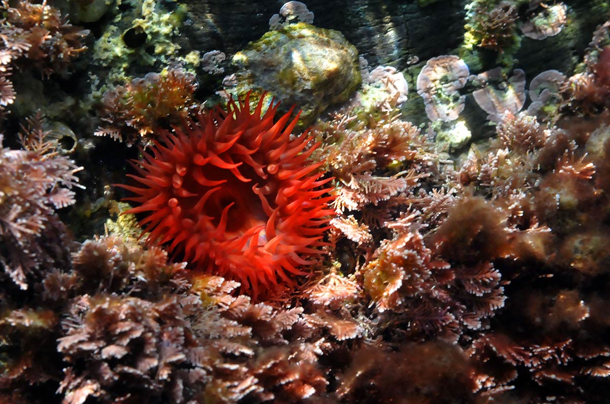 actiniaequina19