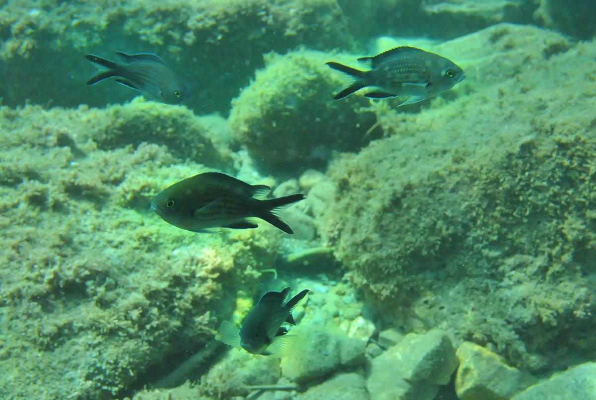 chromis94