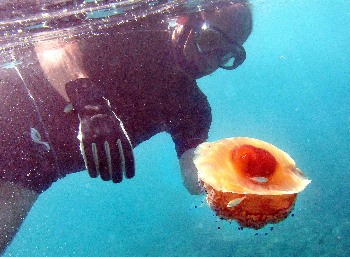 cotylorhizatuberculata89