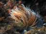 anemonacopia