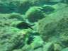 chromis94