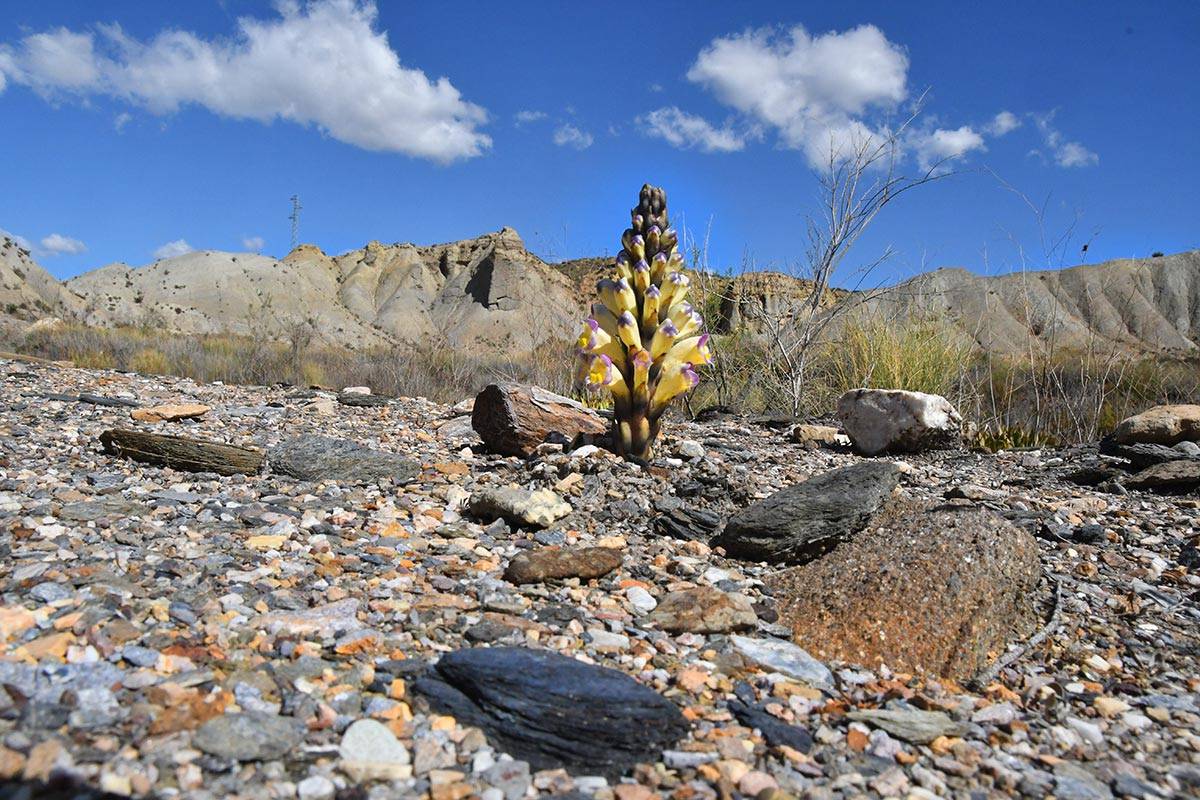 tabernas-2018-011