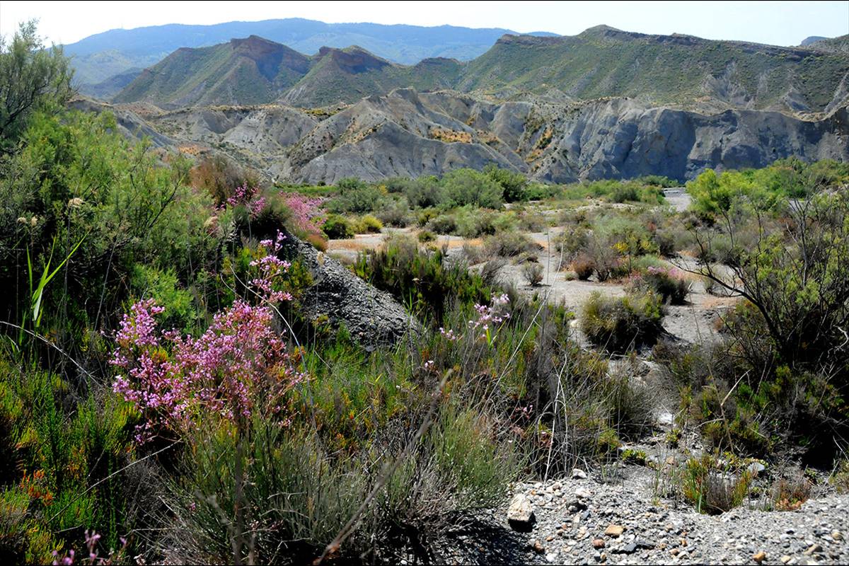 Desierto_de_Tabernas_01