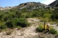 Tabernas-Cistanchephely-paealutea
