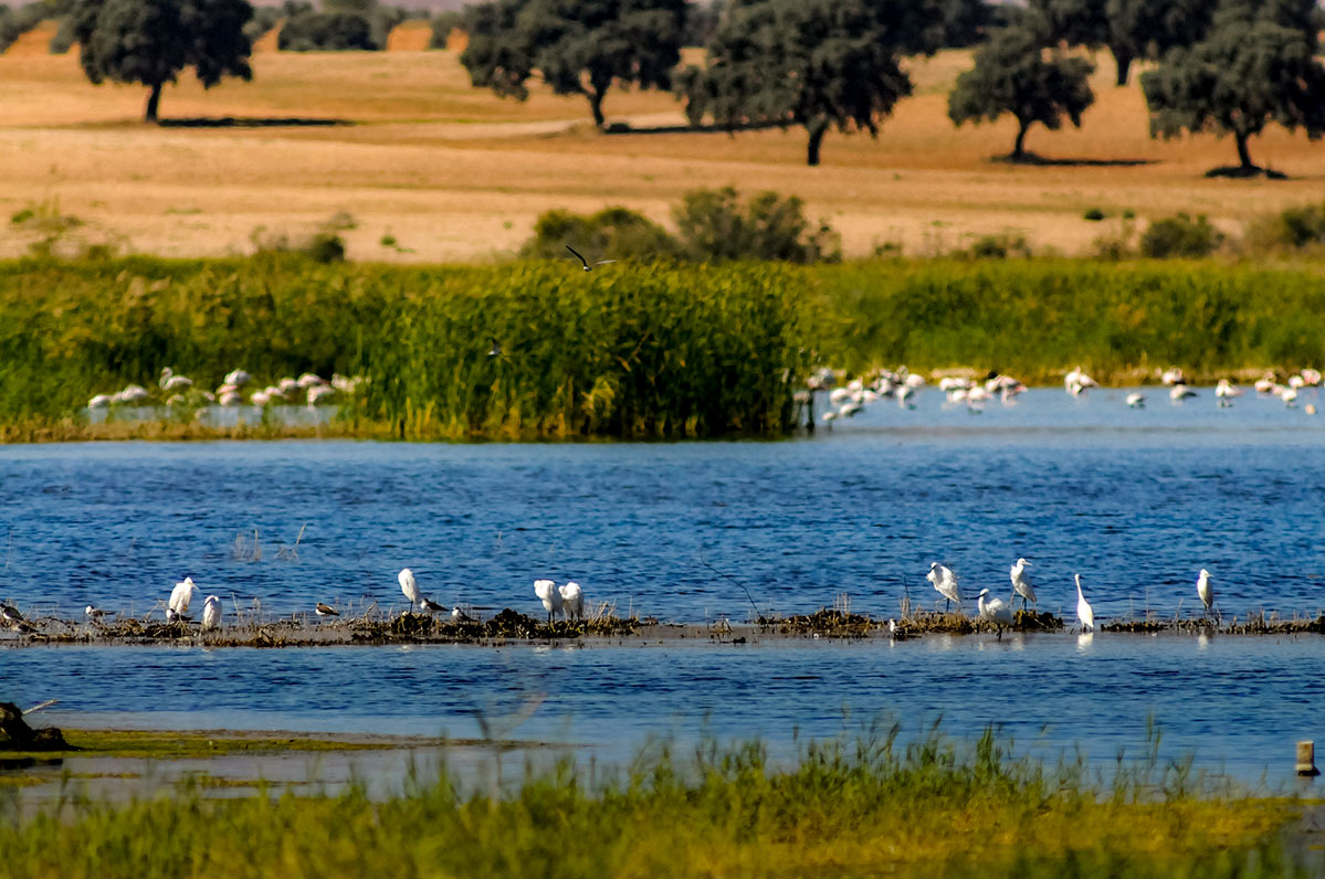 daimiel3