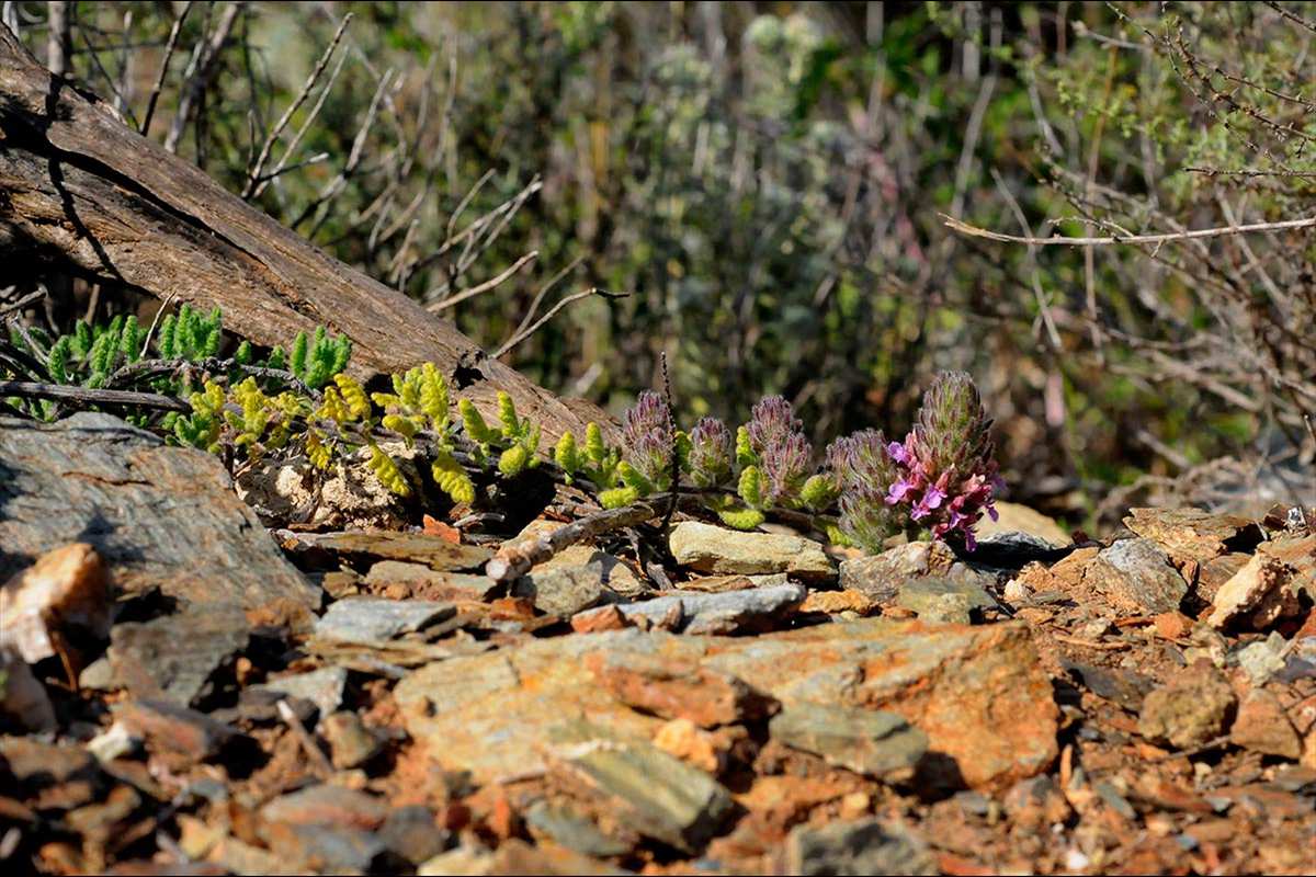 Teucrium rixanense