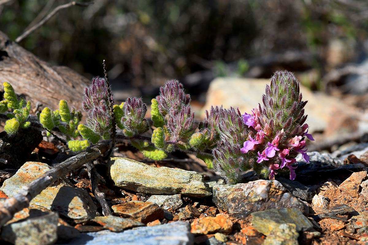 Teucrium rixanense