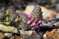 Teucrium rixanense