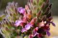 Teucrium rixanense