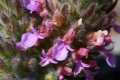 Teucrium rixanense
