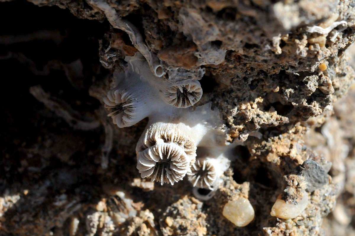 coralitos9