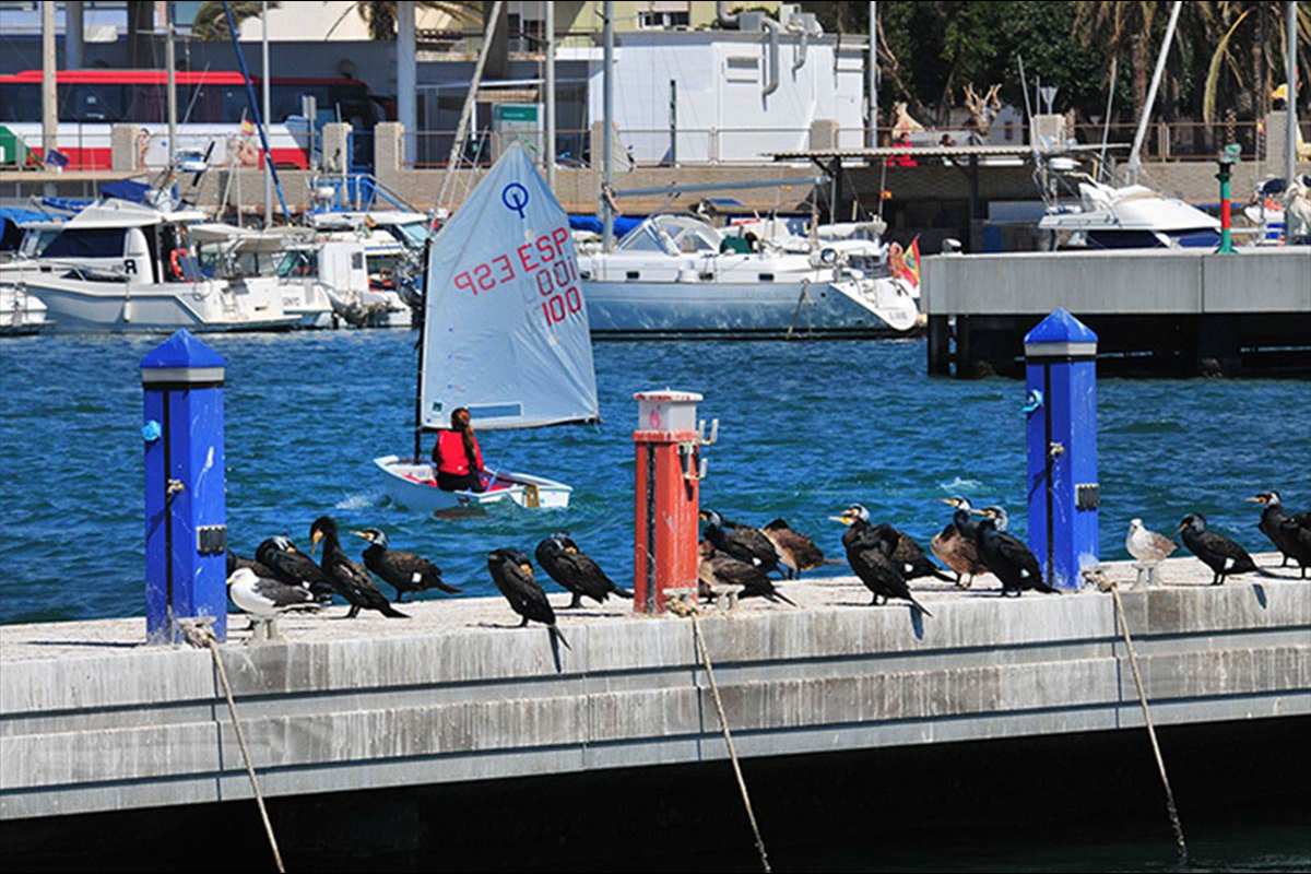 cormoranes-puerto74