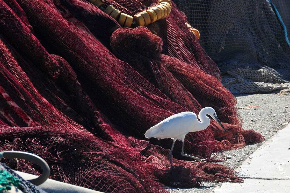 egretta4005